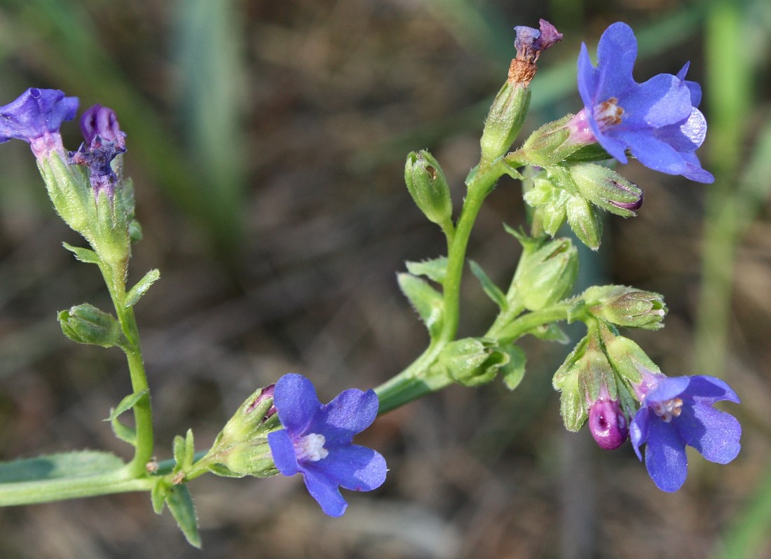 Image of Anchusa gmelinii specimen.