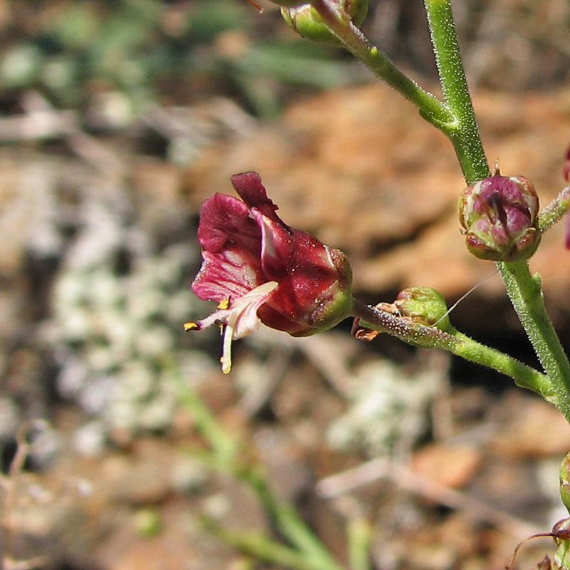 Изображение особи Scrophularia granitica.