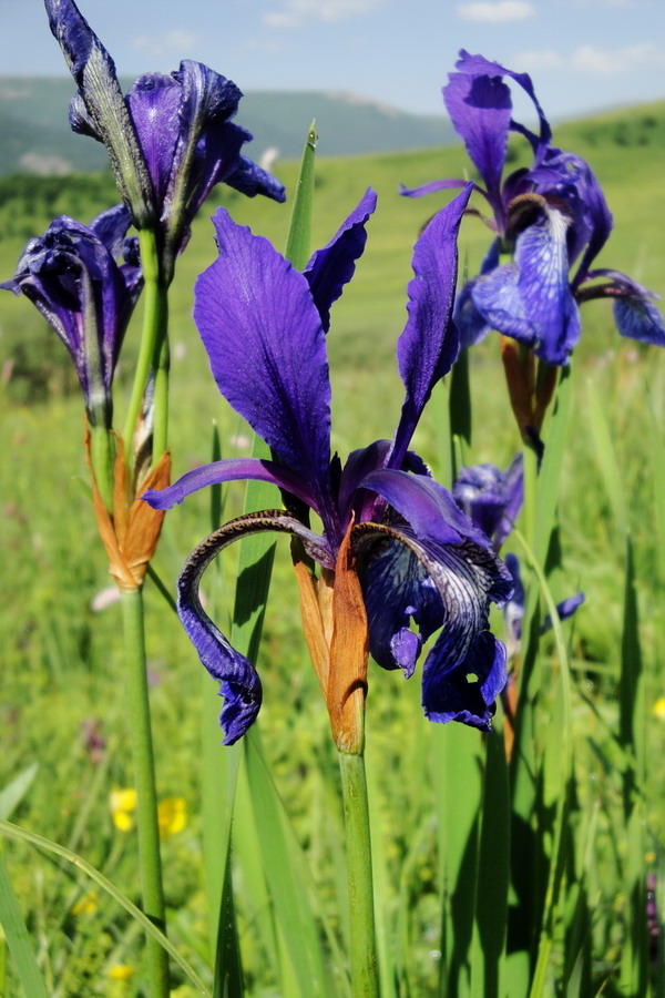 Изображение особи Iris sibirica.