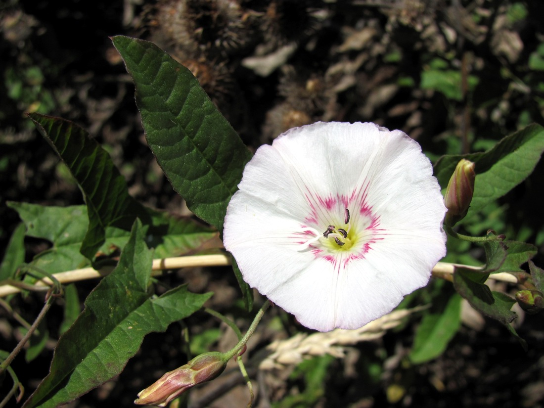 Изображение особи Convolvulus arvensis.