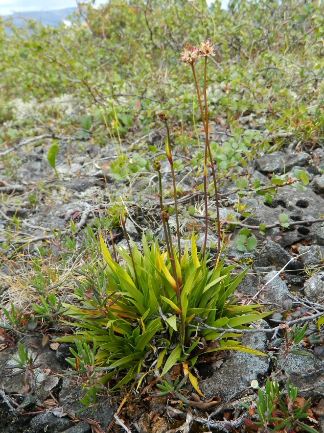 Image of Tofieldia coccinea specimen.