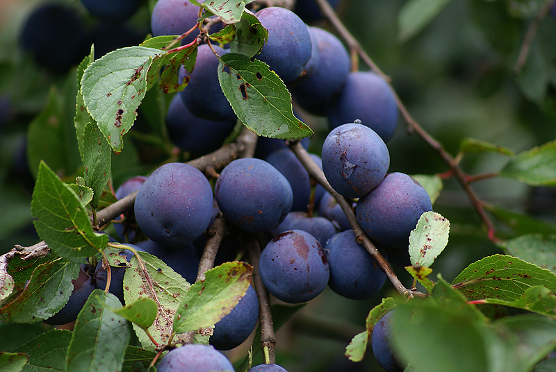 Image of Prunus spinosa specimen.