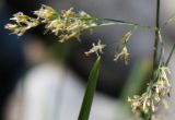 Deschampsia cespitosa. Часть соцветия. Алтай, окр. пос. Манжерок, крупногалечный берег р. Катуни. 26.08.2009.