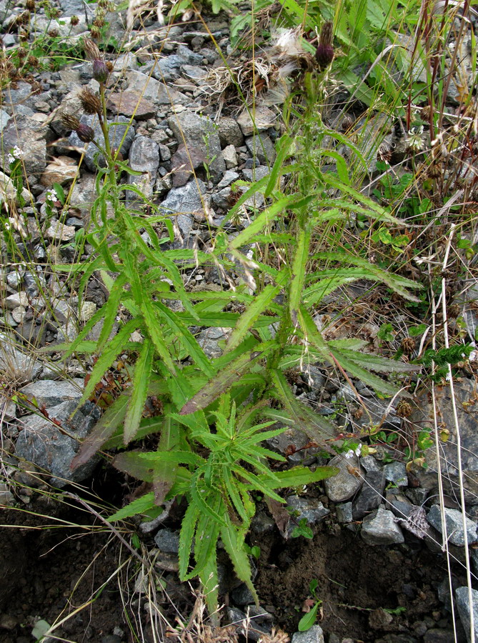 Image of Cirsium komarovii specimen.