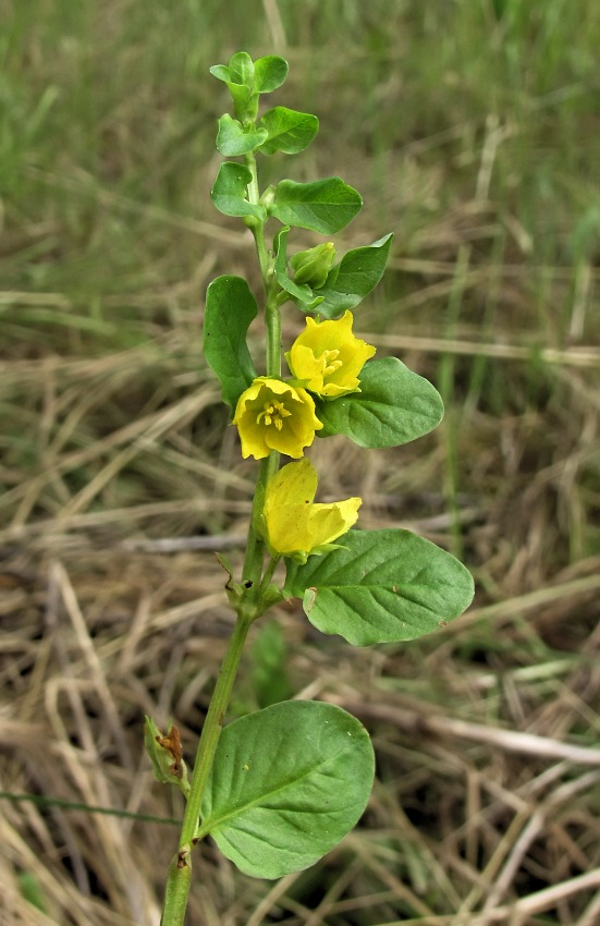 Image of Lysimachia nummularia specimen.