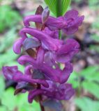 Corydalis cava. Соцветие. Украина, Киев, заказник \"Лесники\", низинная часть. 15 апреля 2012 г.