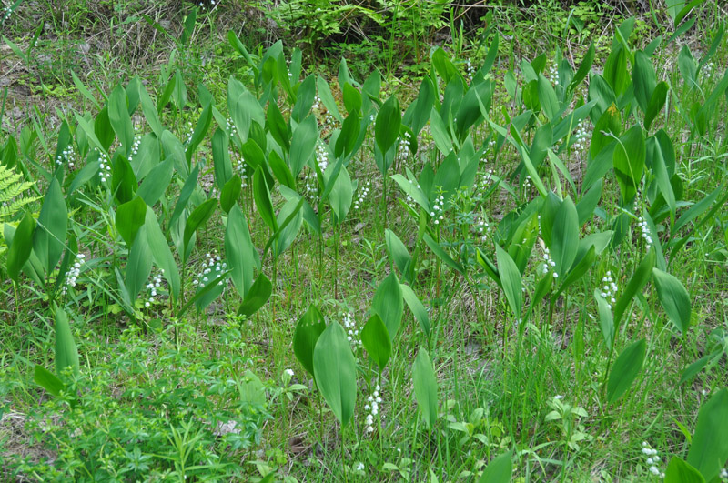 Image of Convallaria majalis specimen.