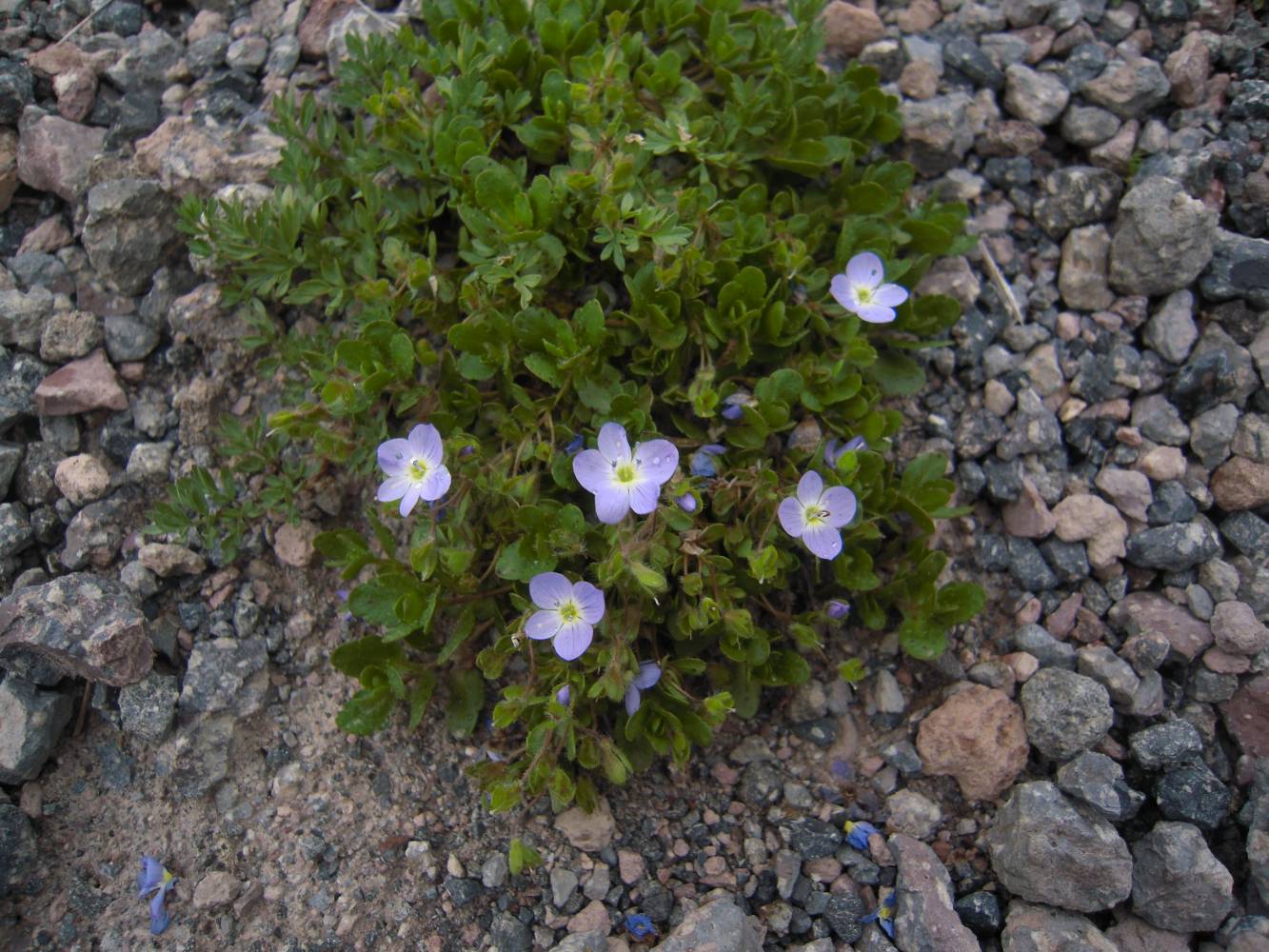 Image of Veronica minuta specimen.