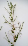 Epilobium adenocaulon. Верхушка растения с цветами и плодами. Московская обл., Лотошинский р-н, окр. дер. Савостино, просека в смешанном лесу. 30.07.2012.