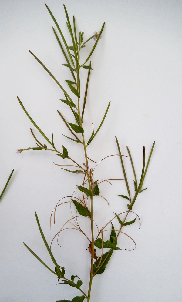 Image of Epilobium adenocaulon specimen.