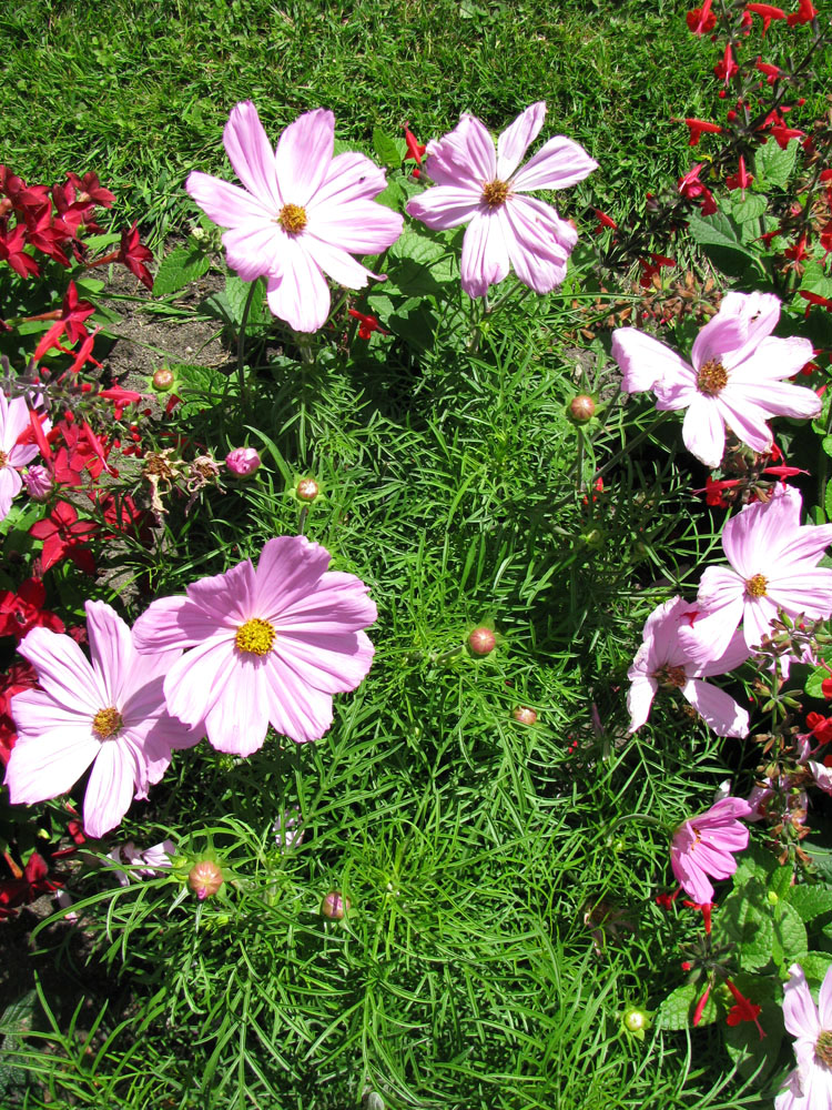 Изображение особи Cosmos bipinnatus.