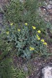 Haplophyllum latifolium. Цветущее растение. Южный Казахстан, каньон Даубаба, правый берег. 05.05.2012.