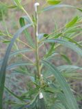 Euphorbia kaleniczenkoi