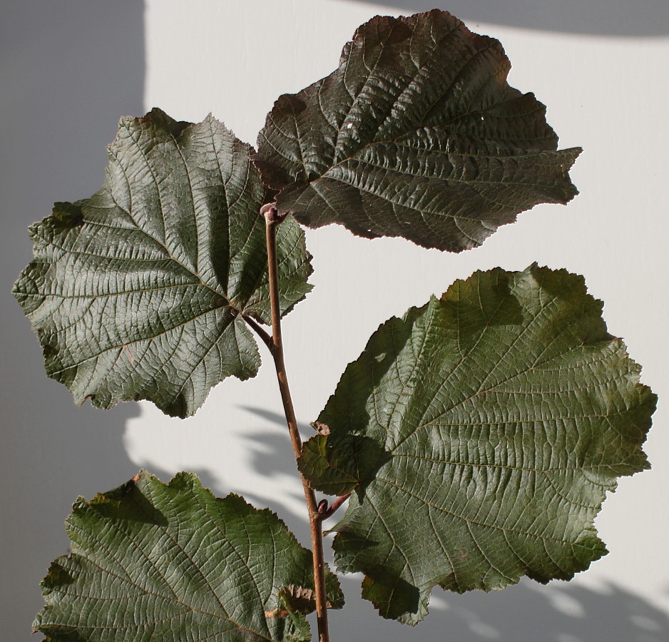 Image of Corylus avellana specimen.