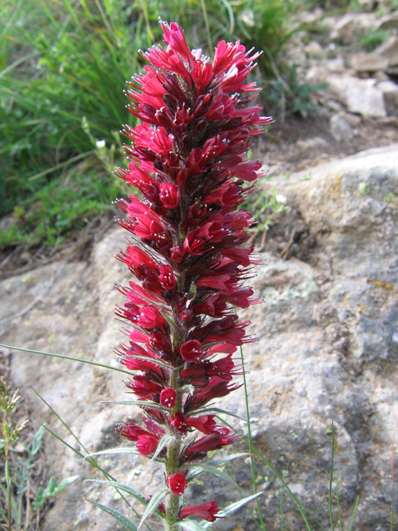 Изображение особи Echium russicum.