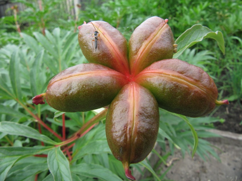 Image of Paeonia lactiflora specimen.