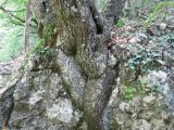 Quercus petraea. Основание ствола дерева, выросшего в трещине известняковой скалы. Крым, Большой каньон. 01.09.2010.