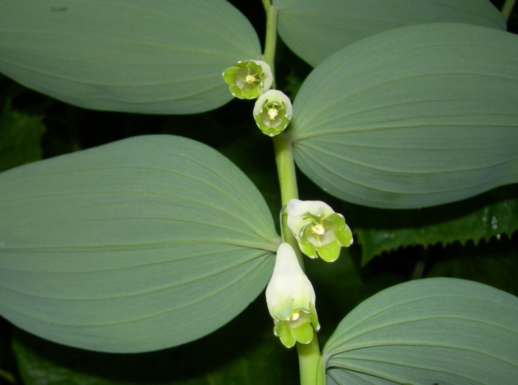 Image of Polygonatum maximowiczii specimen.