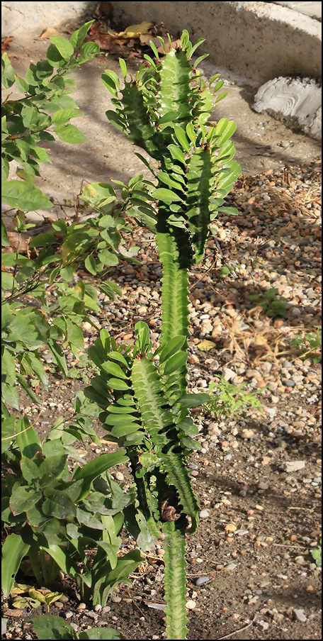 Image of Euphorbia trigona specimen.