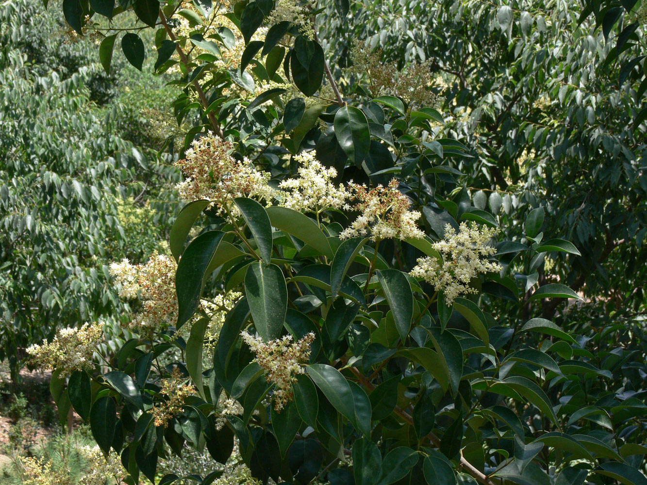 Изображение особи Ligustrum lucidum.