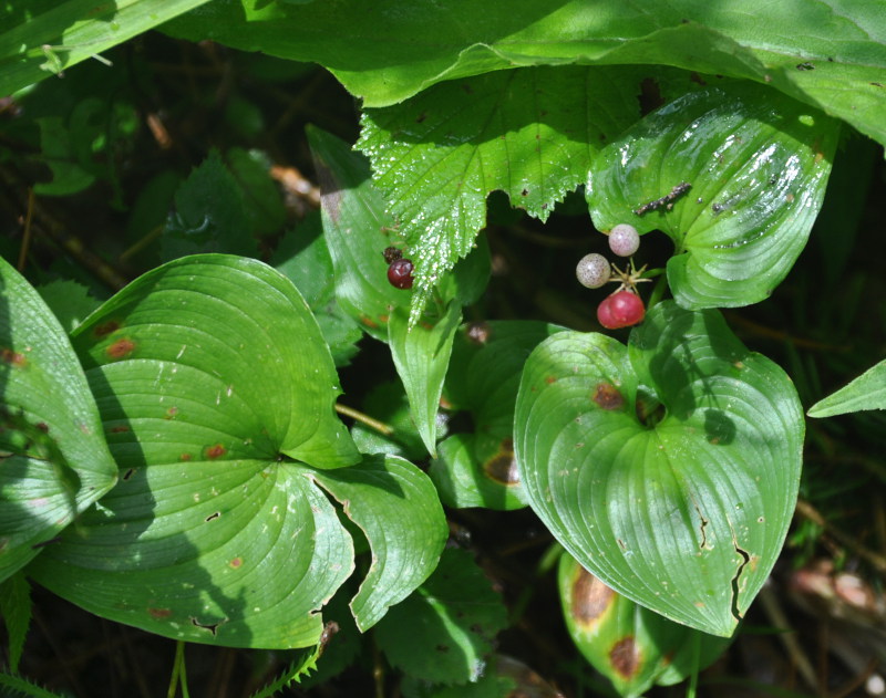 Изображение особи Maianthemum dilatatum.