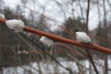 View full-size image Salix acutifolia