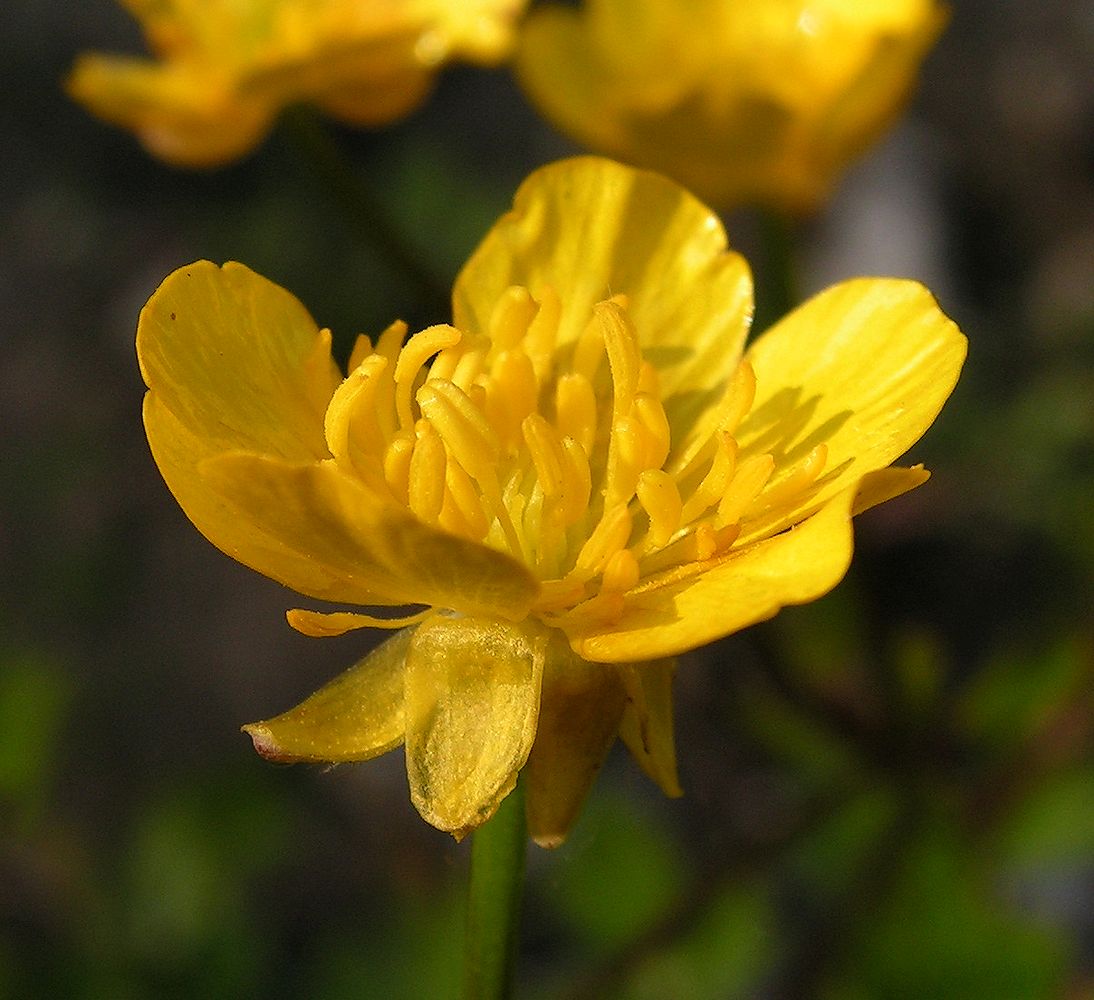 Изображение особи Ranunculus repens.