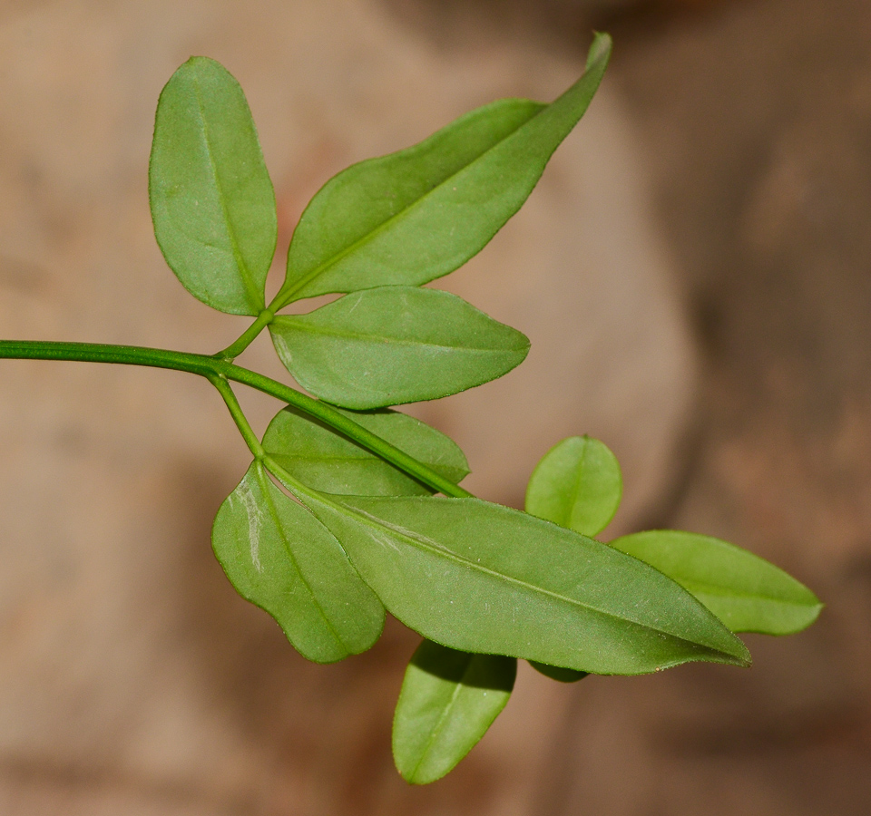 Image of Jasminum mesnyi specimen.