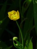 Ranunculus lingua. Цветок. Чувашия, окр. г. Шумерля, ст. Кумашка, болото возле ж.-д. насыпи. 11 июня 2013 г.