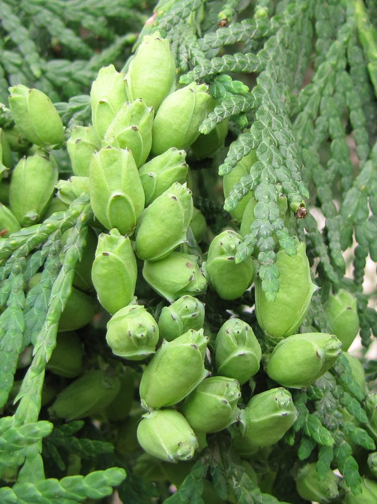 Image of Thuja occidentalis specimen.