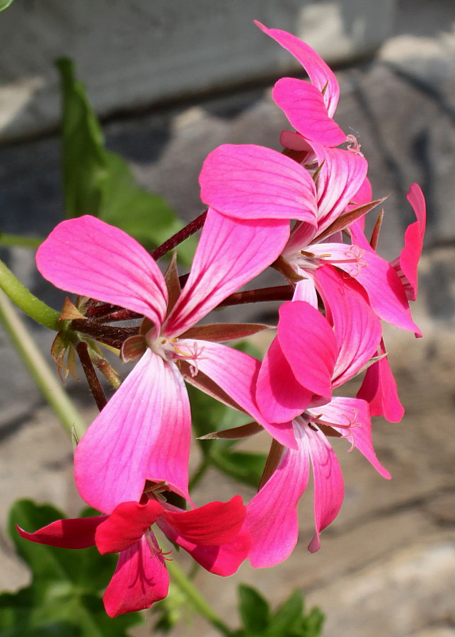 Image of Pelargonium peltatum specimen.