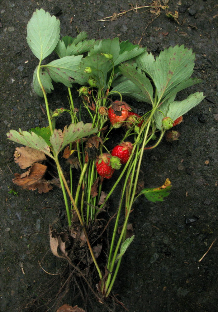 Image of Fragaria virginiana specimen.