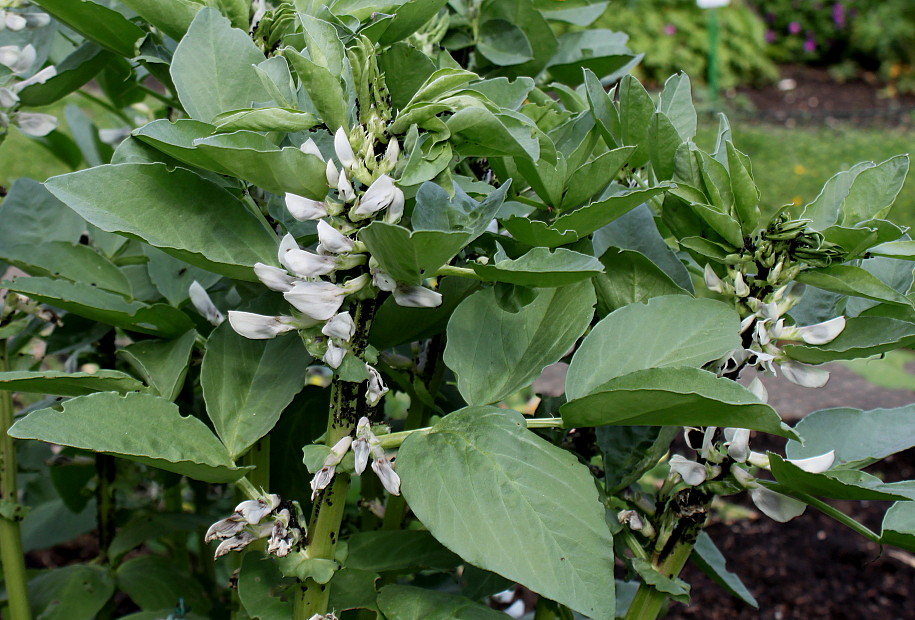 Изображение особи Vicia faba.