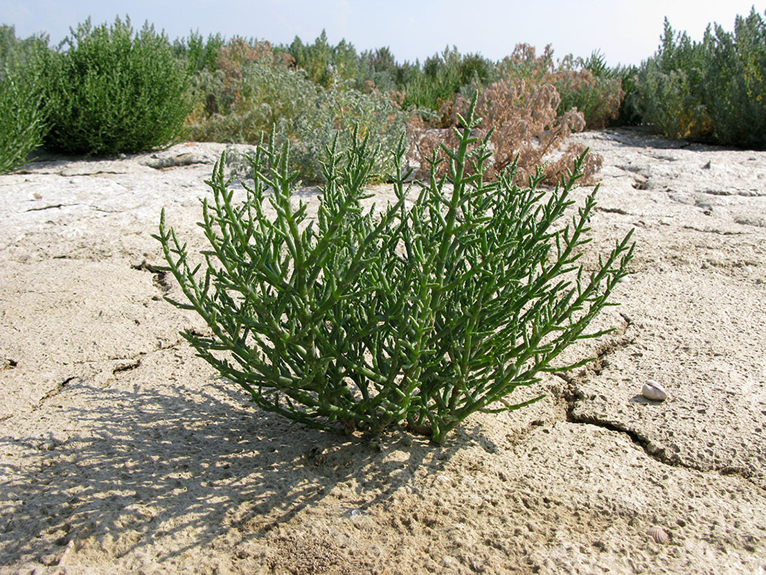 Растение солярис фото