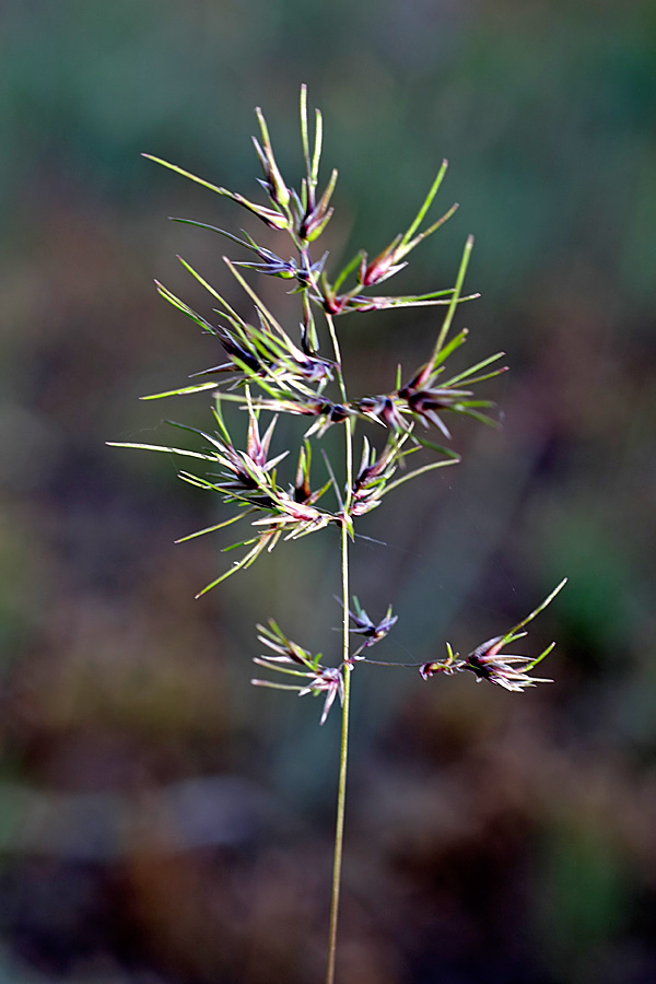 Изображение особи Poa bulbosa ssp. vivipara.