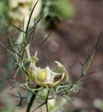 Nigella damascena. Вскрытый плод. Германия, г. Krefeld, Ботанический сад. 06.08.2013.