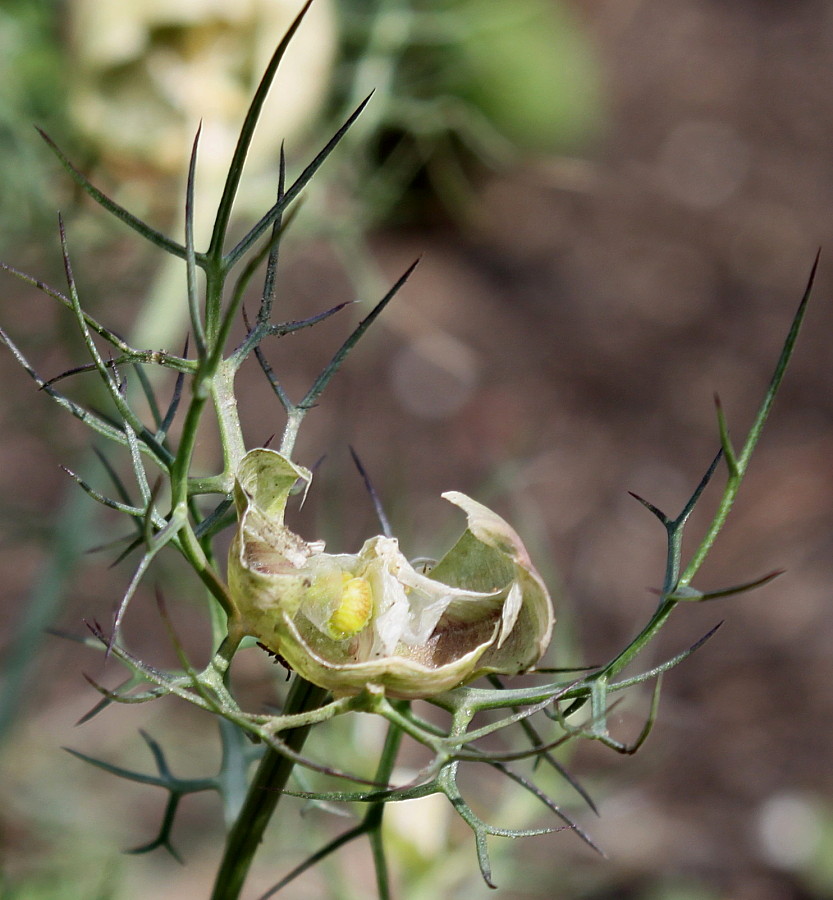 Image of Nigella damascena specimen.