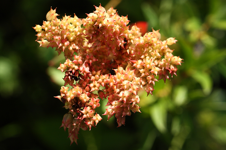 Image of Rhodiola rosea specimen.