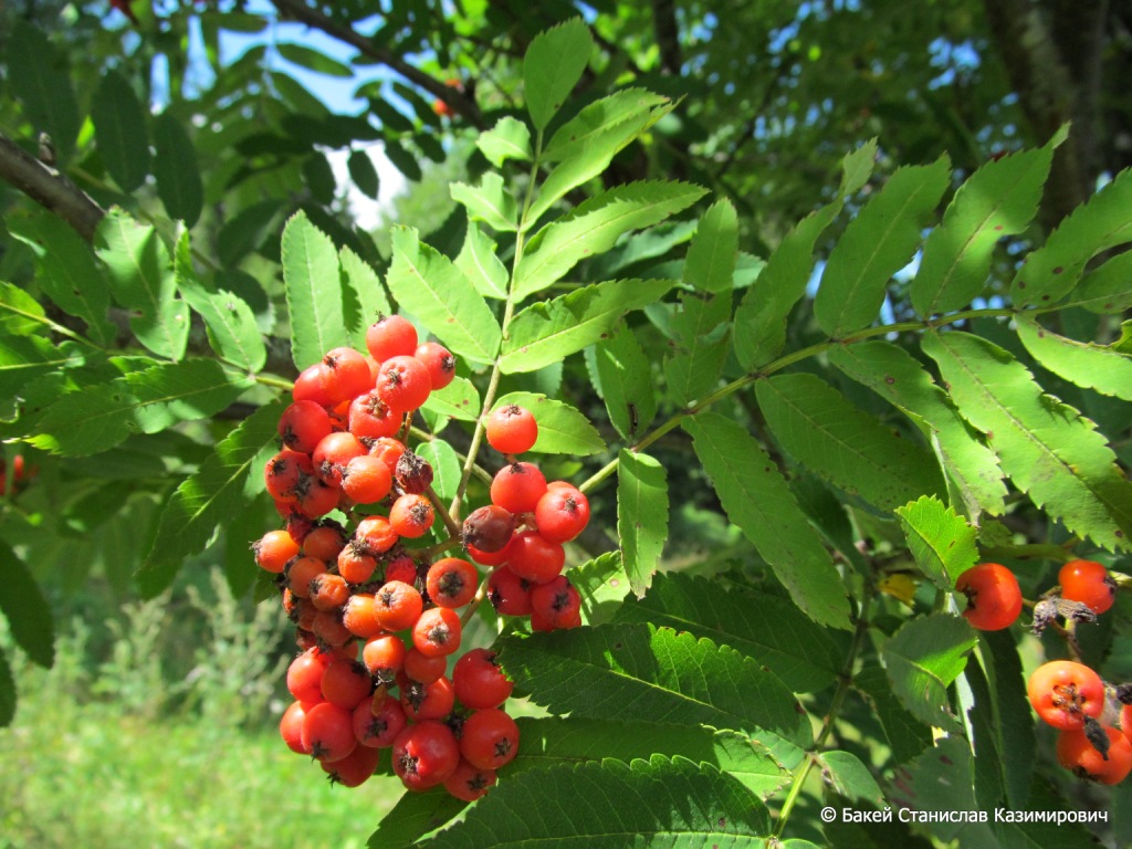 Image of Sorbus aucuparia specimen.