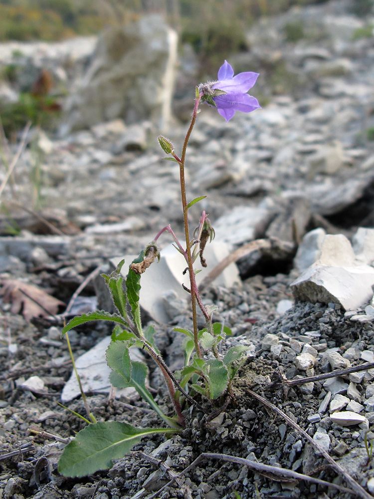 Image of Campanula praealta specimen.