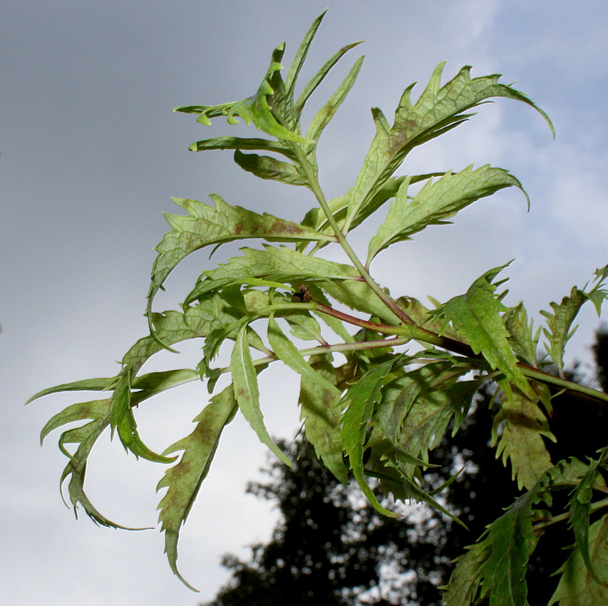 Изображение особи Sambucus racemosa.