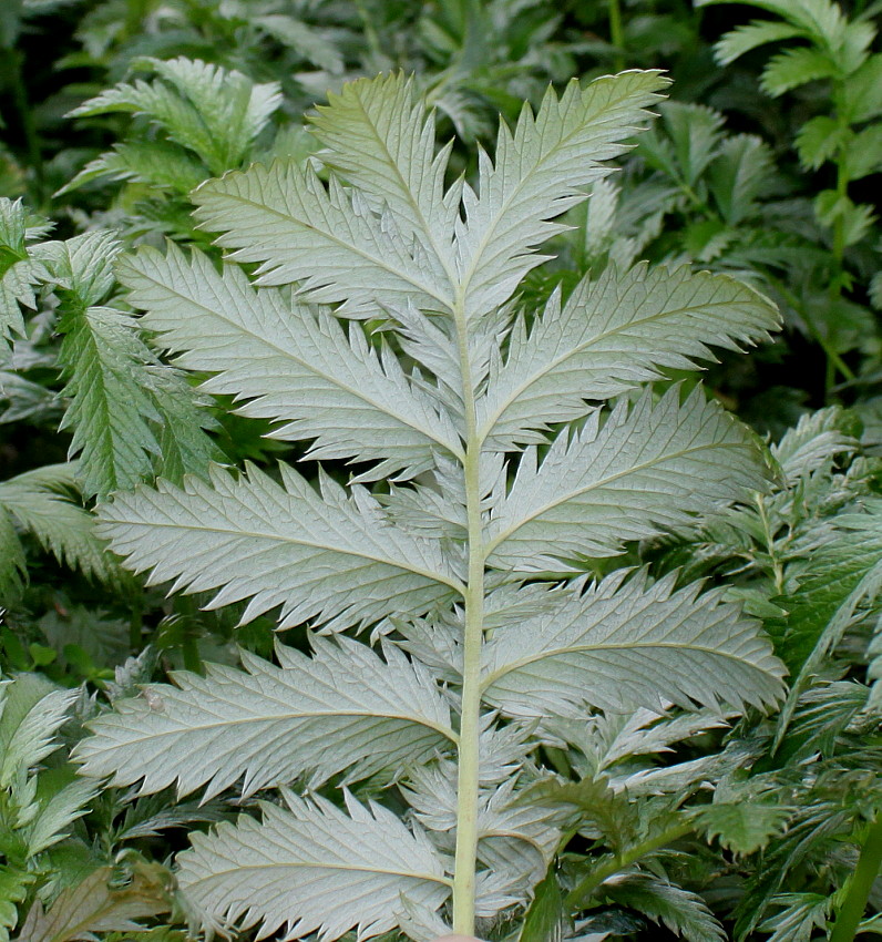 Image of Potentilla anserina specimen.