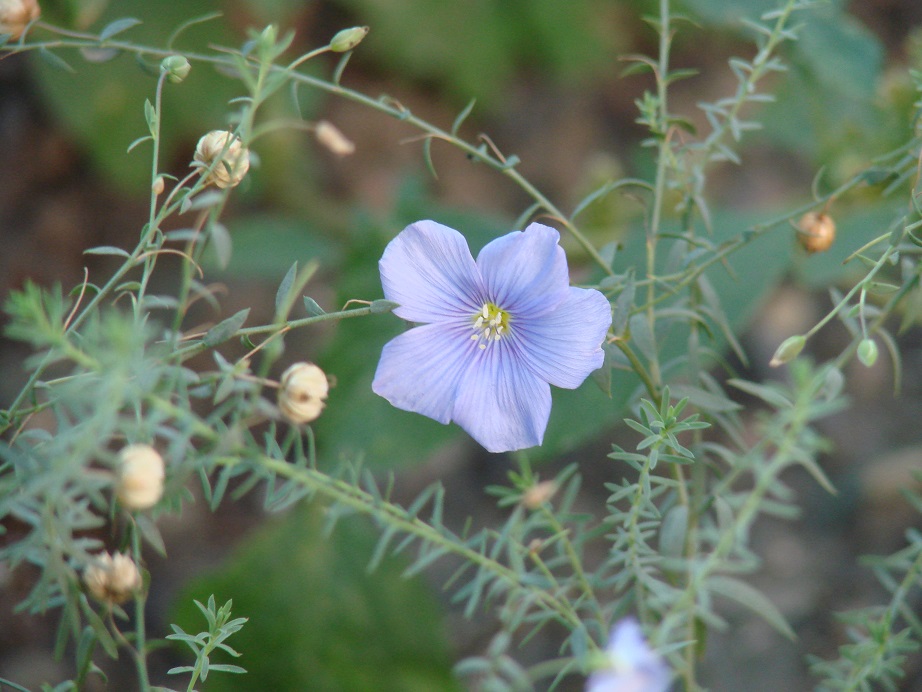 Image of Linum baicalense specimen.