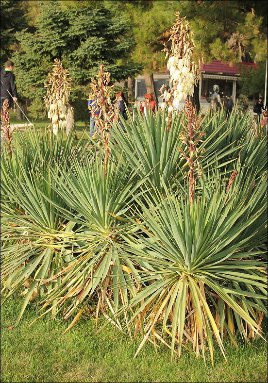 Изображение особи Yucca gloriosa.