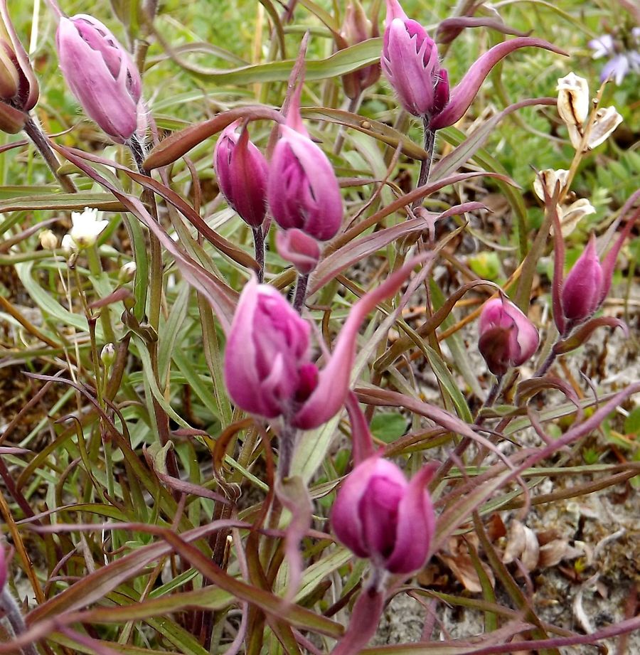 Image of Castilleja arctica specimen.