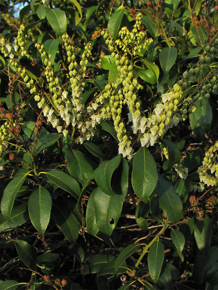 Image of Pieris floribunda specimen.