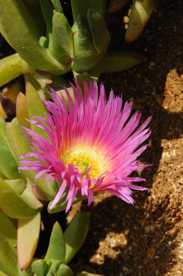 Image of Carpobrotus acinaciformis specimen.