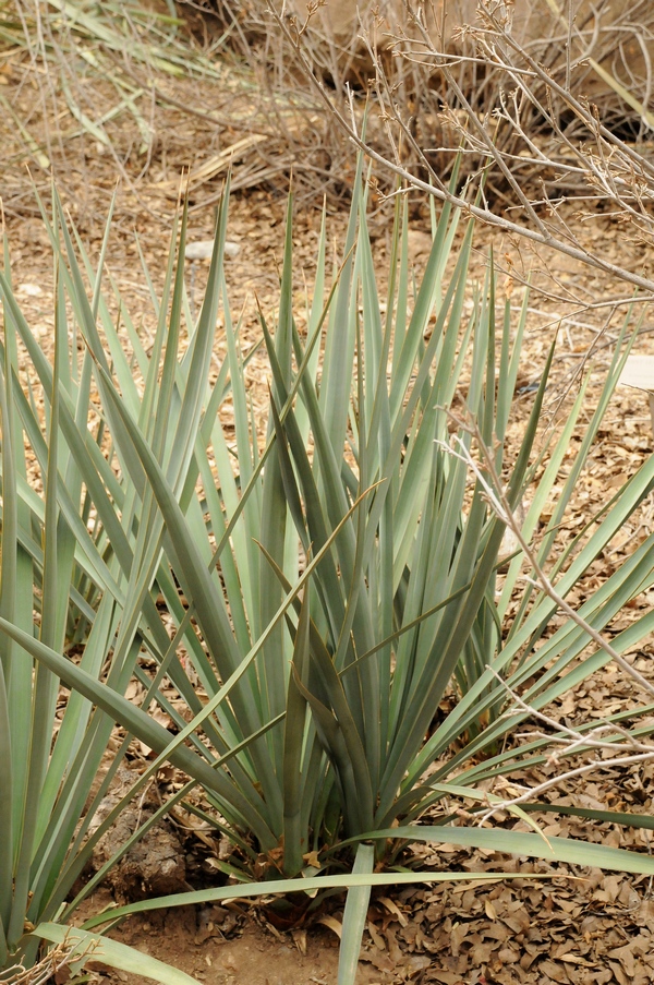 Image of Yucca madrensis specimen.