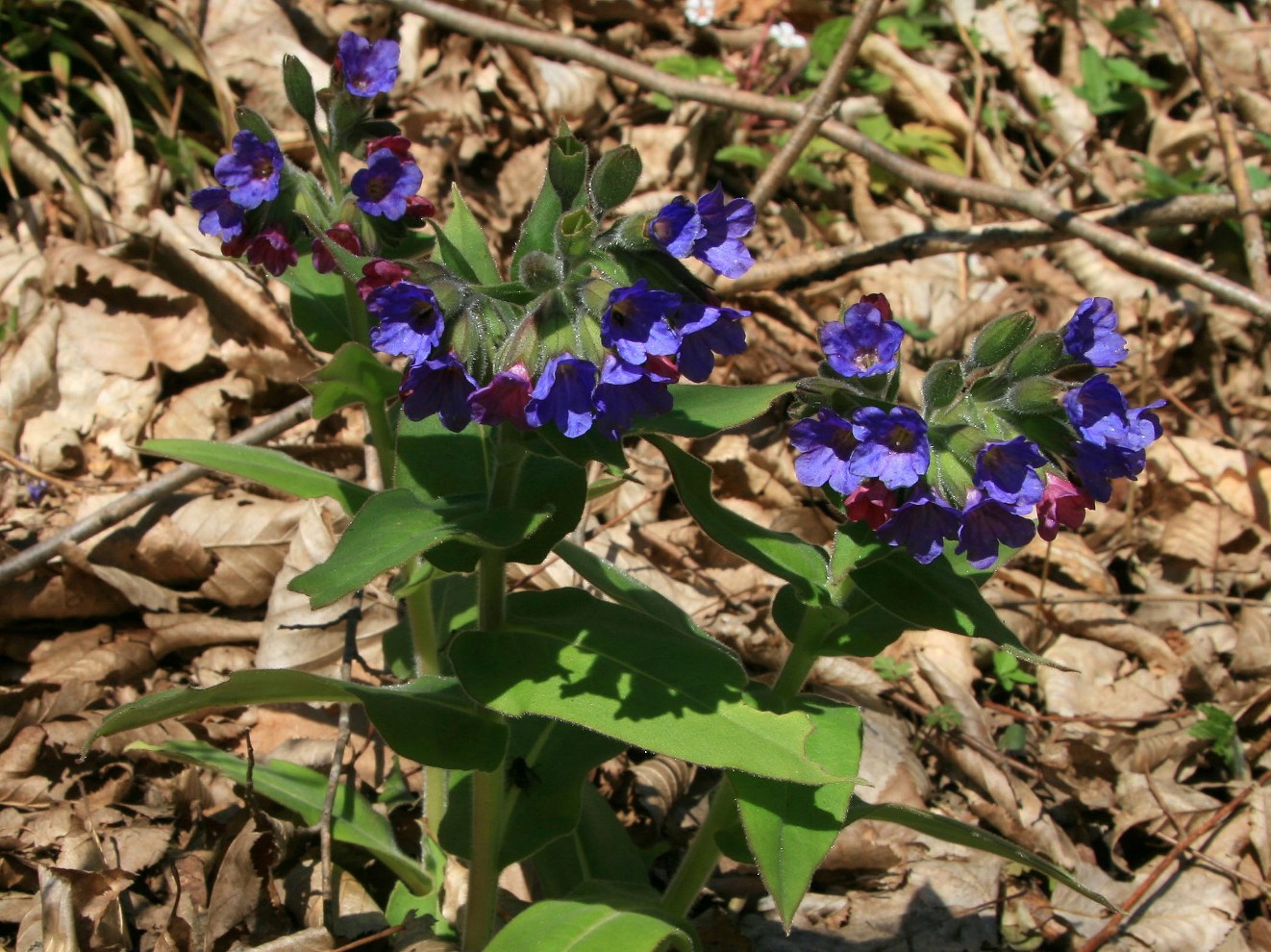 Image of Pulmonaria mollis specimen.