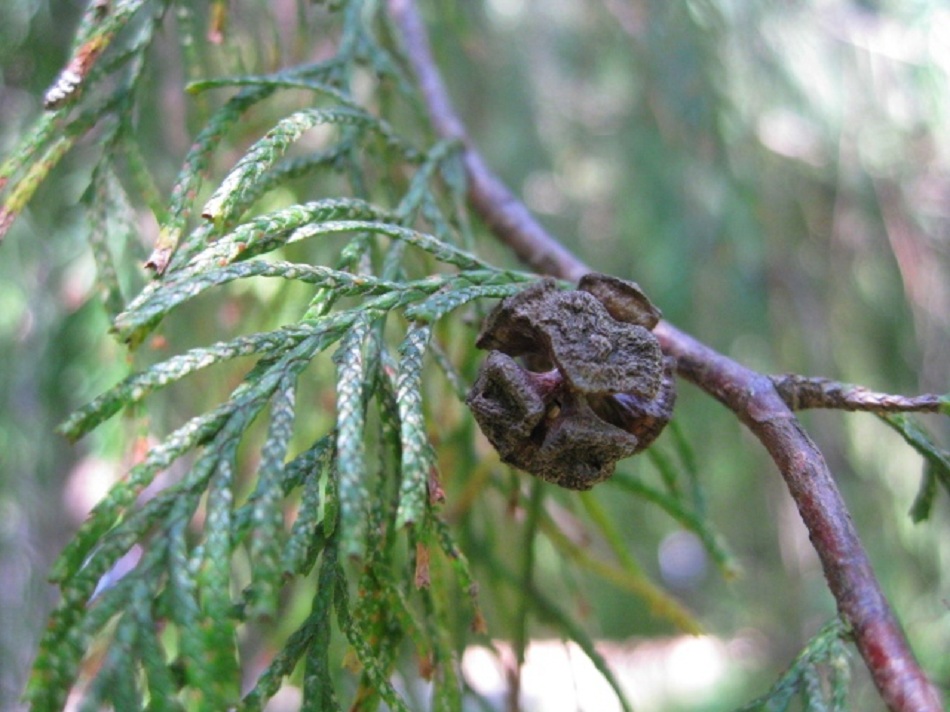 Изображение особи Cupressus funebris.